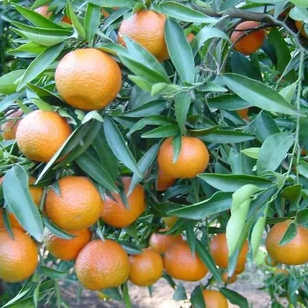 Villa Charming Villa In Poggio Mezzana Near Beach *